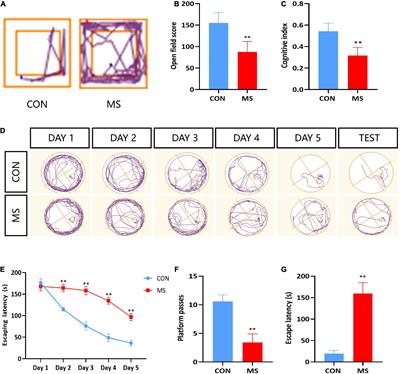 Leucine mediates cognitive dysfunction in early life stress-induced mental disorders by activating autophagy